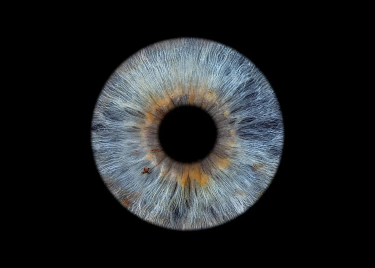 Blaugoldene Iris — Unikat
